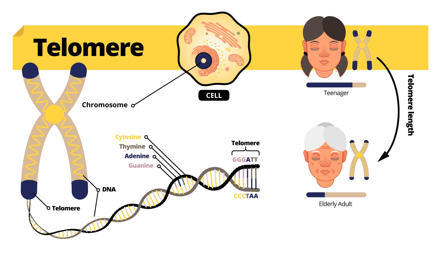 telomere infograph about, how they get smaller as we age and breaks down DNA.