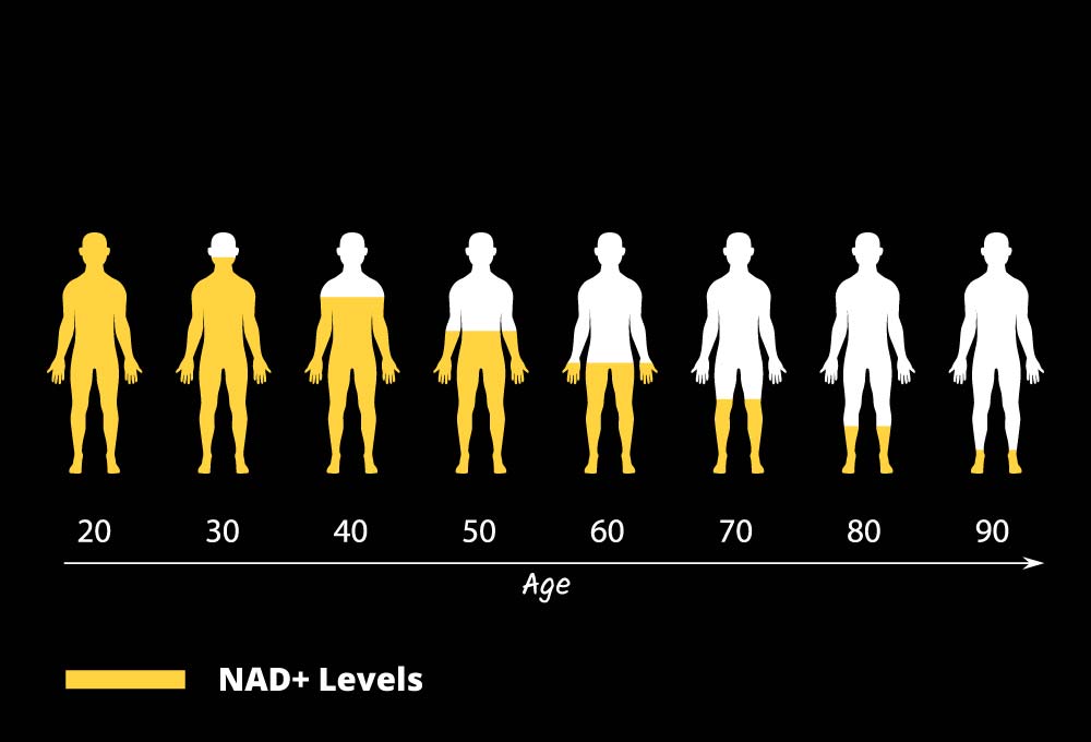 Why do NAD levels decline with age?