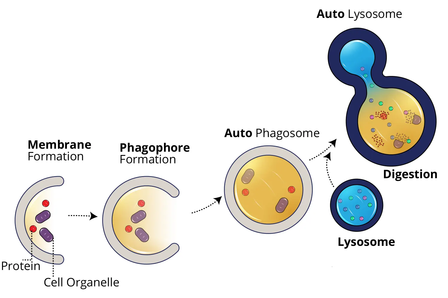 how does autophagy works